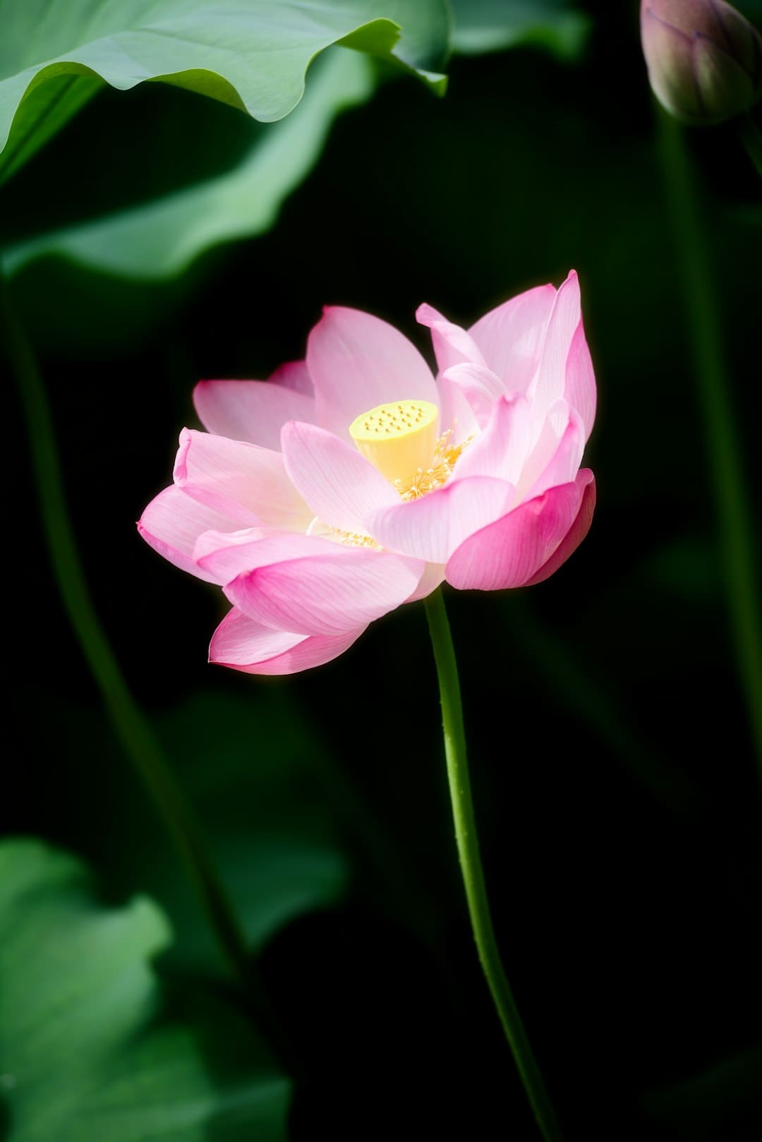 “鲜花经济”美丽开放